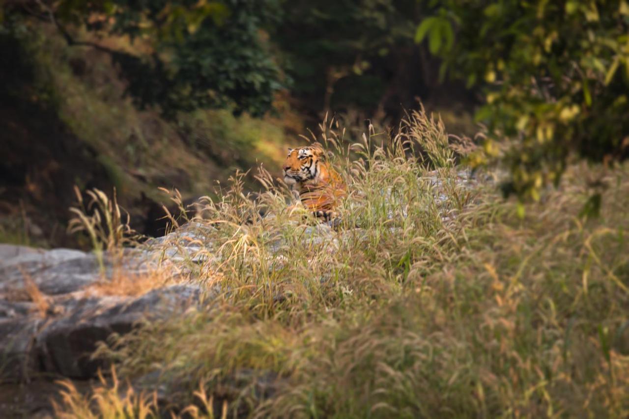 Pench Jungle Camp Ξενοδοχείο Khawāsa Εξωτερικό φωτογραφία